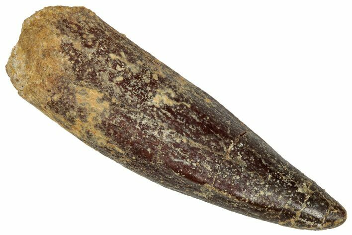 Fossil Sauropod Dinosaur (Titanosaur) Tooth - Morocco #332511